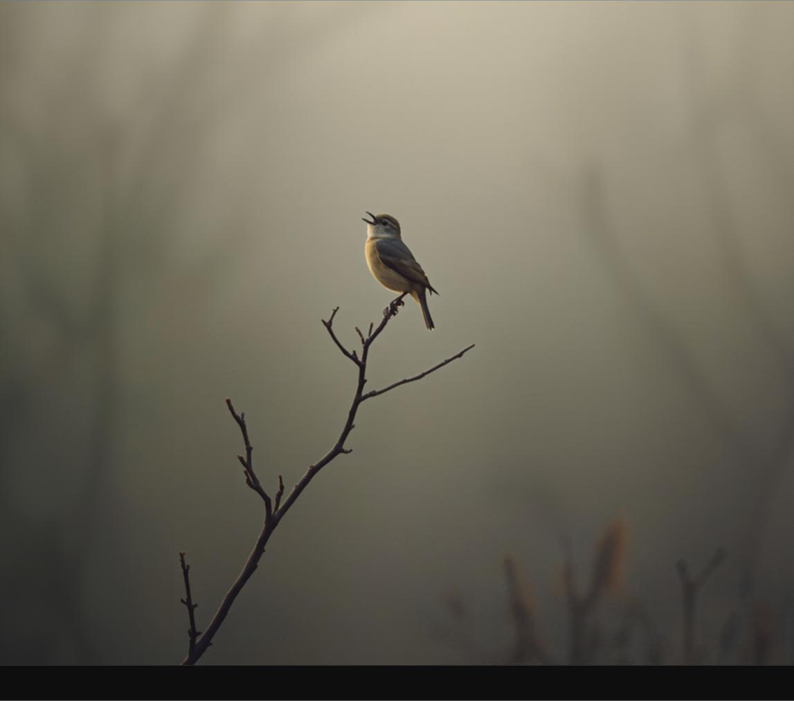 About The Quiet Signal